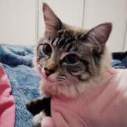 Leoziin