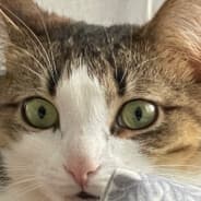 inesta