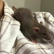 muffik