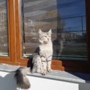 Bir İçim Su