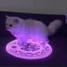 Satanas Cattus