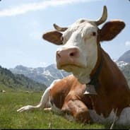 cows