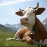 cows