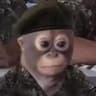 Acoustic Monke