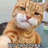 viktorkitkat