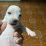 talipet