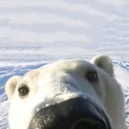 zyablik