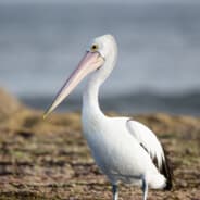 Pelican