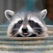 Trash Bandit