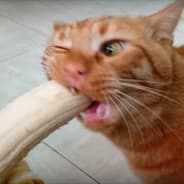 UjemFF