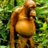 dK