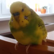 Parrot2