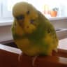 Parrot2