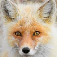 vulpes