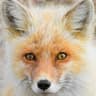 vulpes