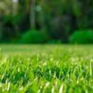 Grass