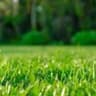 Grass