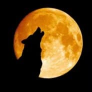 eL soLo Lobo