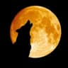 eL soLo Lobo