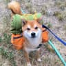 AdventureShibe