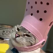 Cat goes Meoow