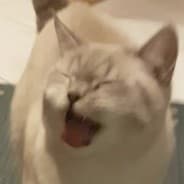 Thicc Catto