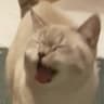 Thicc Catto
