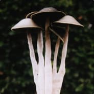 Shroom
