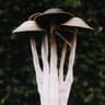 Shroom
