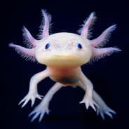 The Axolotl