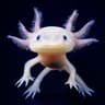 The Axolotl