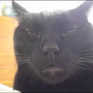 Kek Shrek Cat