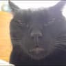 Kek Shrek Cat