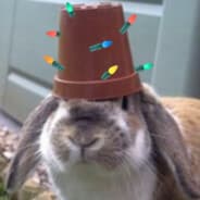 Festivized_Pothead_wabbit
