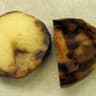 potato
