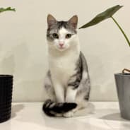 pairedjungle1