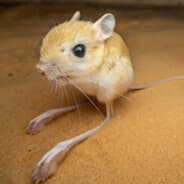 jerboa