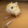jerboa