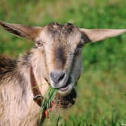 The Goat
