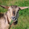 The Goat