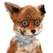 J’cale un renard.????