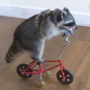 nvybeast