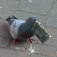 Middle Class Pigeon