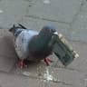 Middle Class Pigeon