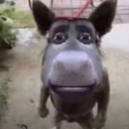 lensbtw