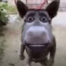 lensbtw