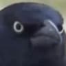 Quack