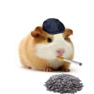 GOLDEN0502