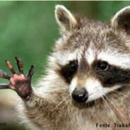 Raccoonn