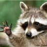 Raccoonn